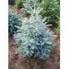 Саженец Ели колючая голубая Кейбаб (Pungens Glauca Kaibab) (саженец до 25 см)