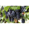 Саженцы винограда Молдова (Поздний/Черный) -  5 шт.