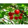 Саженцы Вишни Любская Поздняя -  5 шт.