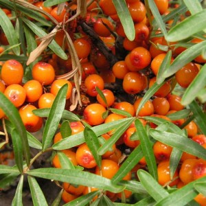 Облепиха Подруга