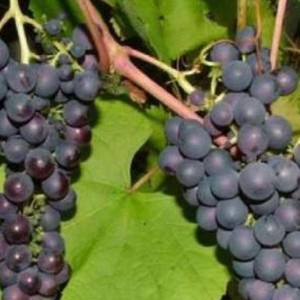 Виноград Варюшкин