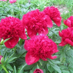 Пион Red Charm (Ред Чарм) - К